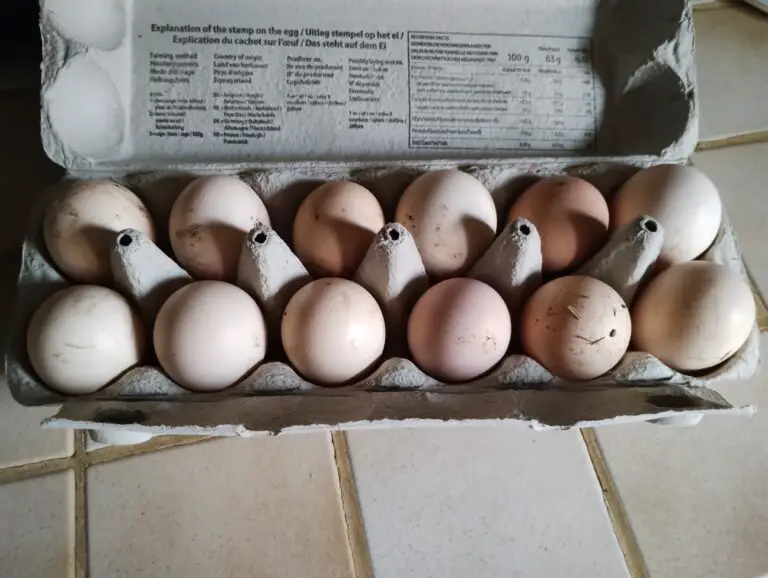 Broedeieren te Koop: Een Complete Gids voor het Kopen van Bevruchte Eieren