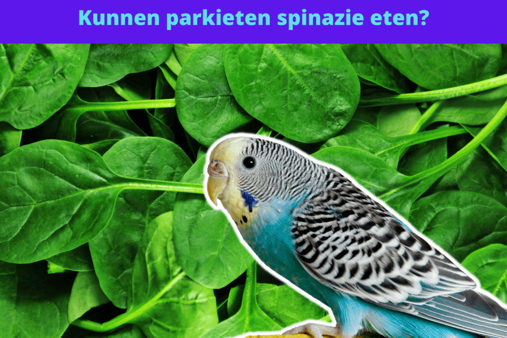 a blue and white bird standing on a leafy plant