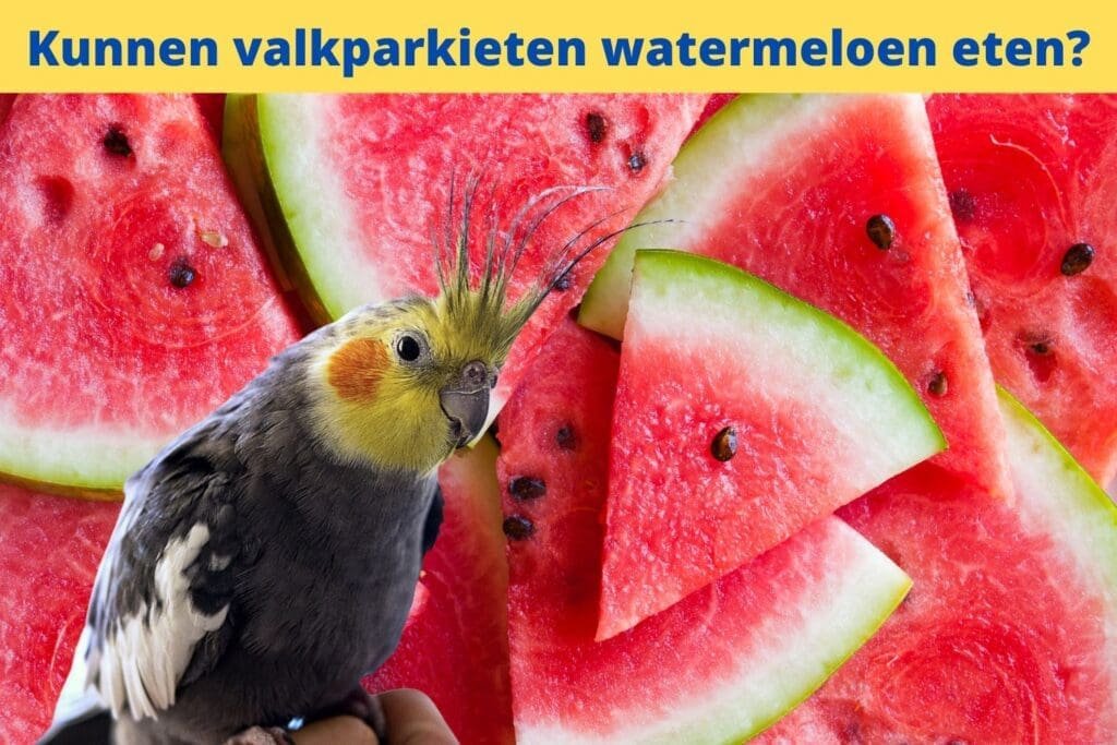 a bird with a crown on its head next to slices of watermelon
