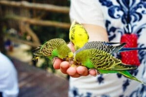 a hand holding several birds