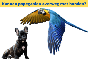 a parrot flying next to a dog