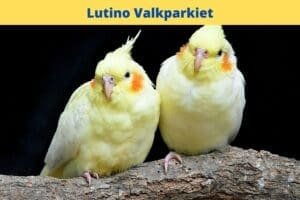 two yellow birds on a branch