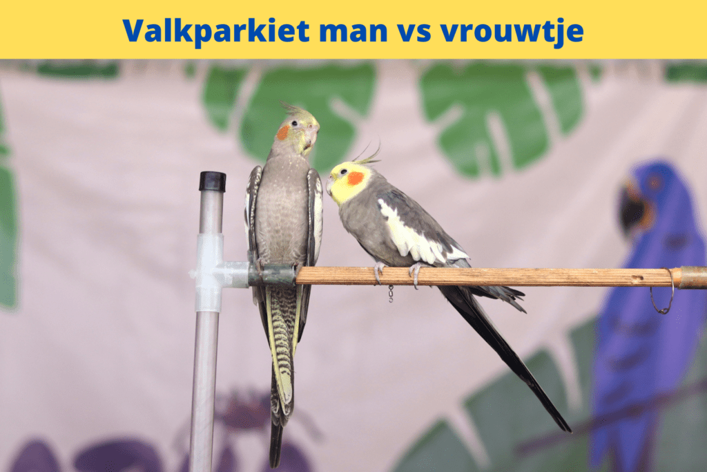 two birds on a perch