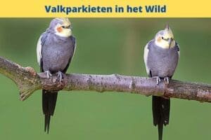 two birds on a branch