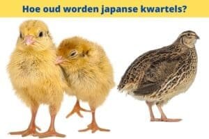 a group of baby birds