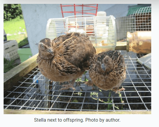 Japanse kwartel lichaamsgewicht