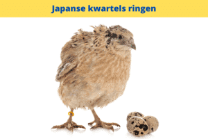 a bird standing next to eggs