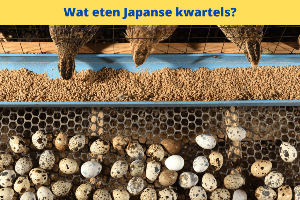 a group of birds in a cage