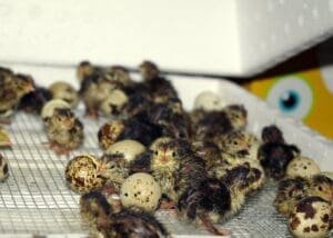 a group of baby birds on a wire mesh