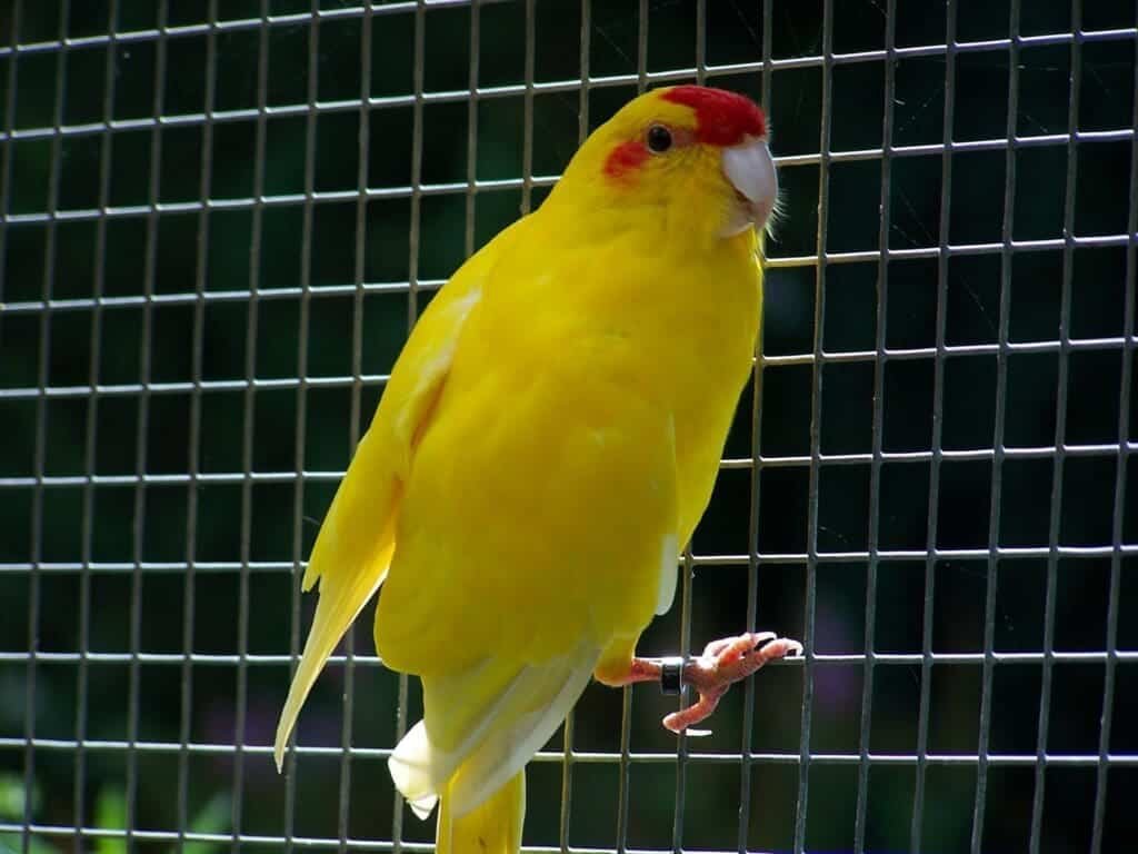 Kakariki onderhouden