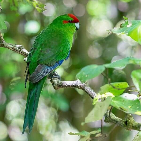 Kakariki huisvesting