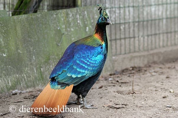 goudfazanten huisvesting