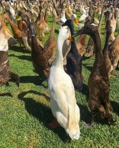 a group of ducks on grass