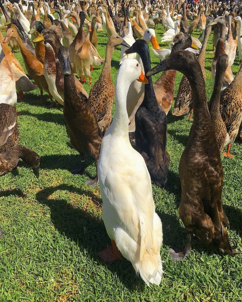 a group of ducks on grass