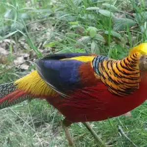 6 Broedeieren Goudfazant