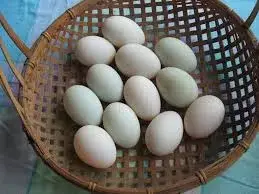 Loopeenden Broedeieren