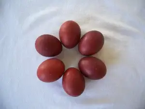 marans broedeieren